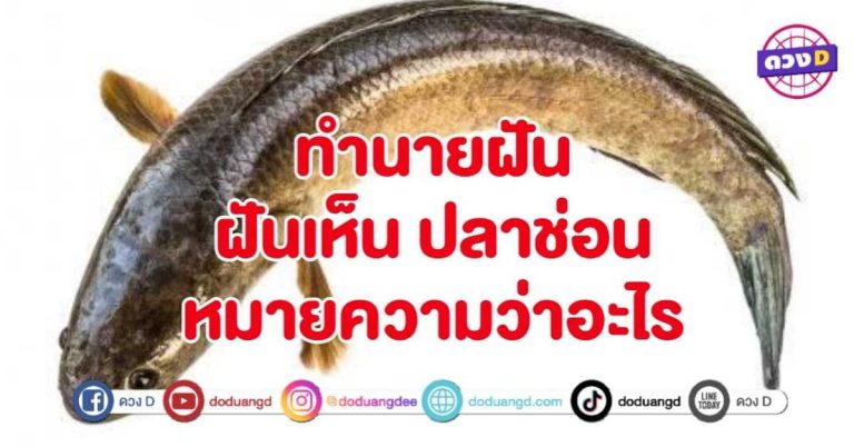 ทำนายฝัน ฝันเห็น ปลาช่อน หมายถึงอะไร