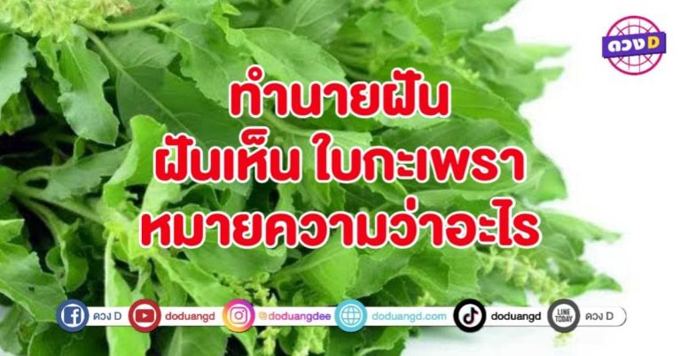 ทำนายฝัน ฝันเห็น ใบกะเพรา หมายถึงอะไร