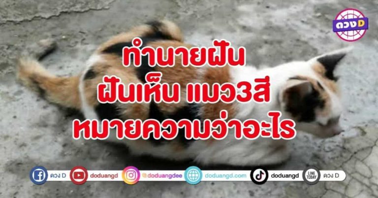 ทำนายฝัน ฝันเห็น แมว 3สี หมายถึงอะไร