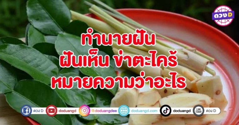ทำนายฝัน ฝันเห็น ข่าตะไคร้ หมายถึงอะไร