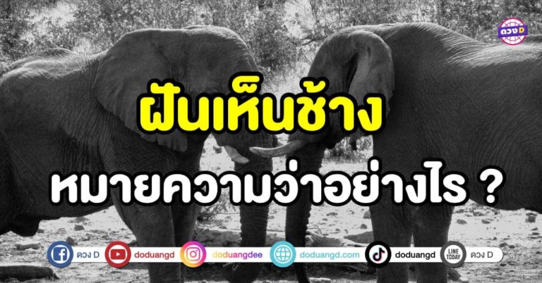 ทำนายความฝัน ทำนายฝัน ฝันเห็นช้าง หมายความว่าอย่างไร ?