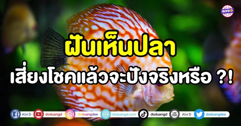 ฝันเห็นปลา เสี่ยงโชคแล้วจะปังจริงหรือ ?! ทำนายฝันพร้อมเลขเด็ด
