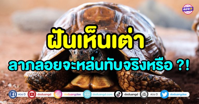 ฝันเห็นเต่า ทำนายฝัน ฝันว่าเห็นเต่า ลาภลอยจะหล่นทับจริงหรือ ?!