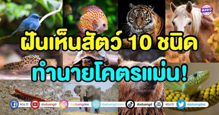ฝันเห็นสัตว์ 10 ชนิด ทำนายโคตรแม่น พร้อมเลขมงคล เสริมทรัพย์พารวย