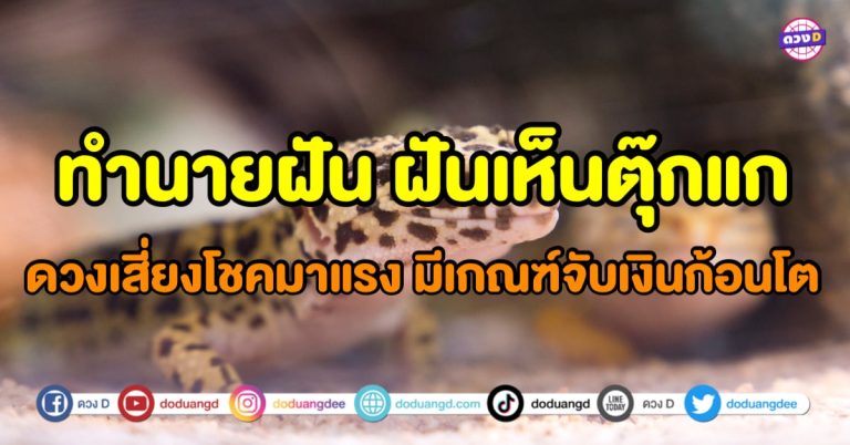 ฝันเห็นตุ๊กแก ฝันเห็นจิ้งจก ดวงเสี่ยงโชคมาแรง มีเกณฑ์จับเงินก้อนโต