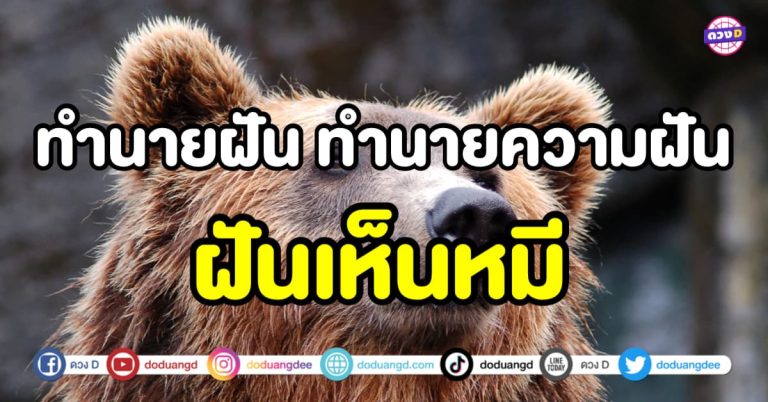 ฝันเห็นหมี ฝันว่าหมีไล่กัด ฝันว่าหมีตาย ช่วงนี้ชีวิตจะเป็นอย่างไร