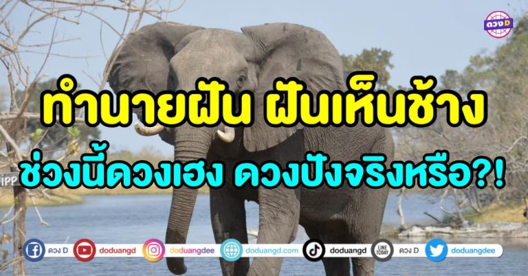 ฝันเห็นช้าง ช่วงนี้ดวงเฮง ดวงปัง จะได้รับทรัพย์ก้อนโตจริงหรือ ?! พร้อมเลขเด็ด