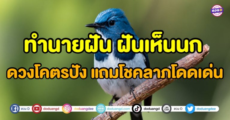 ฝันเห็นนก ไม่มีนกแน่นอน !! เพราะดวงโคตรปัง แถมโชคลาภโดดเด่น