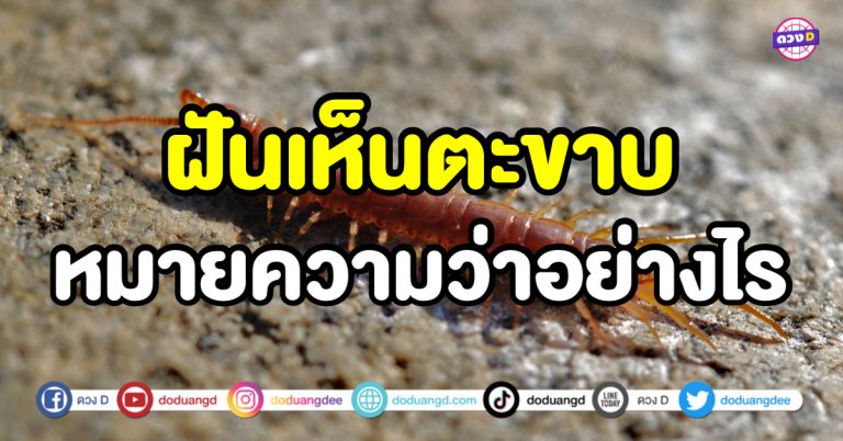 ฝันเห็นตะขาบ ช่วงนี้เนื้อหอมมาก แถมแฟนเก่าจะกลับมาจริงหรือ ?!