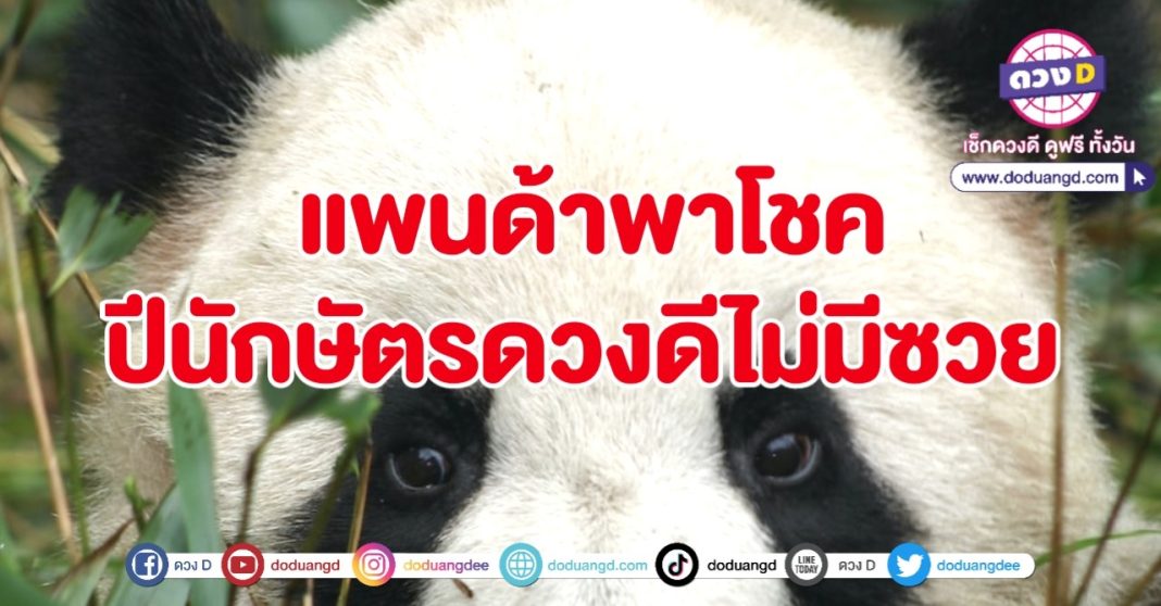 แพนด้า1