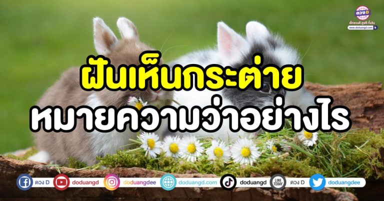 ฝันเห็นกระต่าย โชคลาภจะเข้ามามากมาย หรือจะมีอะไรเสียหายแบบไม่ทันตั้งตัว