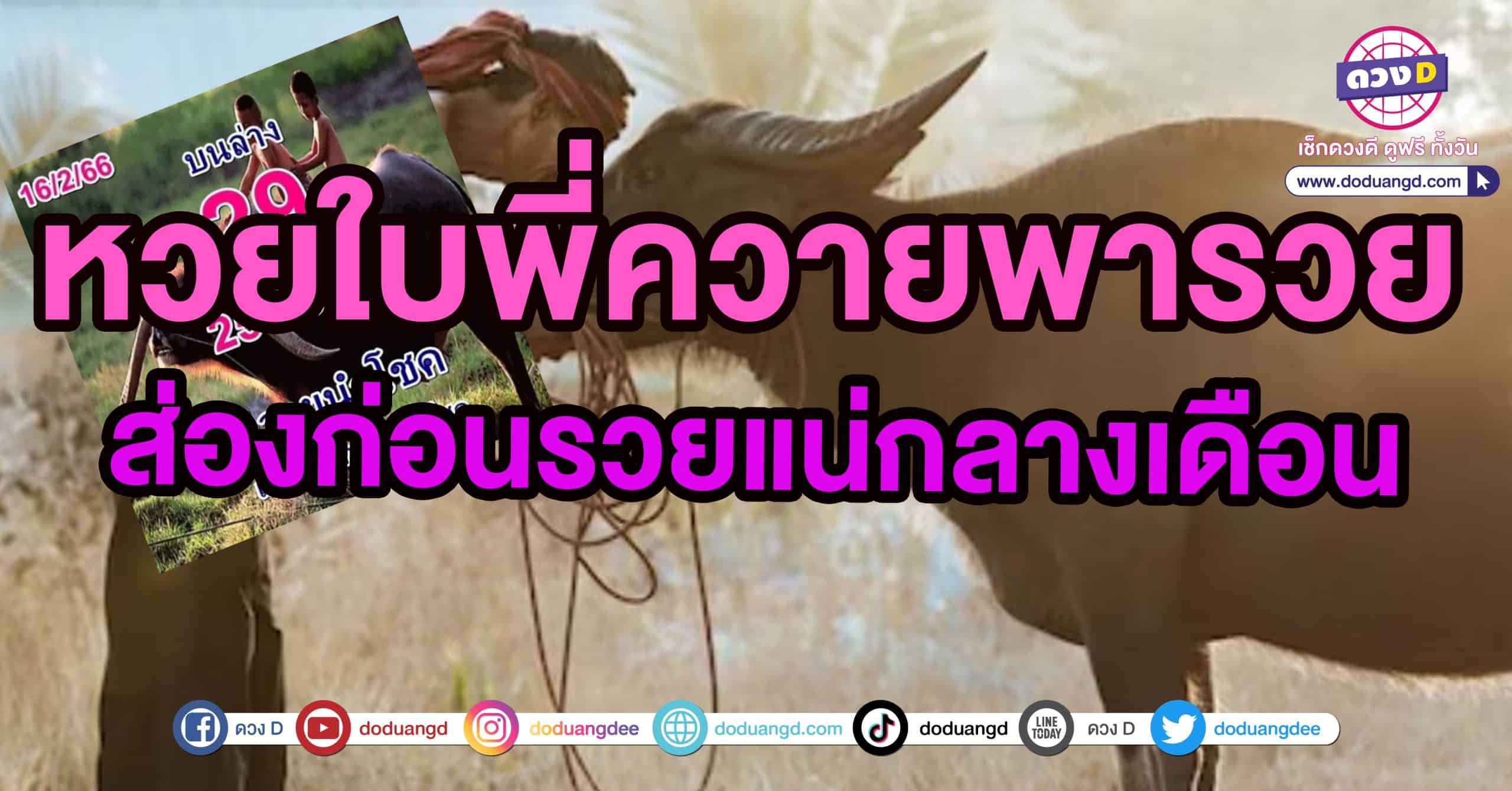 เลขควายนำโชค หวยออกวันพฤหัส หวยควายนำโชค 16 2 66 มาแล้ว เลขควายนำโชค หวยออกวันพฤหัส หวยควายนำโชค 16 2 66 มาแล้ว