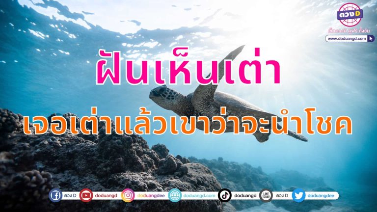 ทำนายฝัน ปี2566 ฝันเห็นเต่า เลขนำโชค เจอเต่าแล้วเขาว่าจะนำโชค มีแต่ความสุขได้ขยับขยายพบเจอแต่สิ่งใหม่