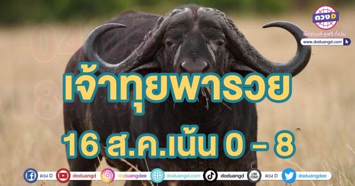 เลขเด็ด ควายนำโชค หวยรัฐบาลไทย